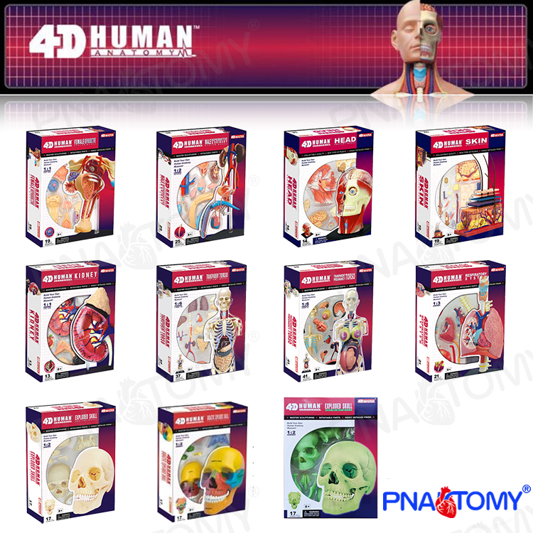人体解剖モデルパズル 頭蓋骨 腎臓 皮膚 頭部胴体取り外し可能 DIY 教育機器 マニュアル付き 4Dマスター