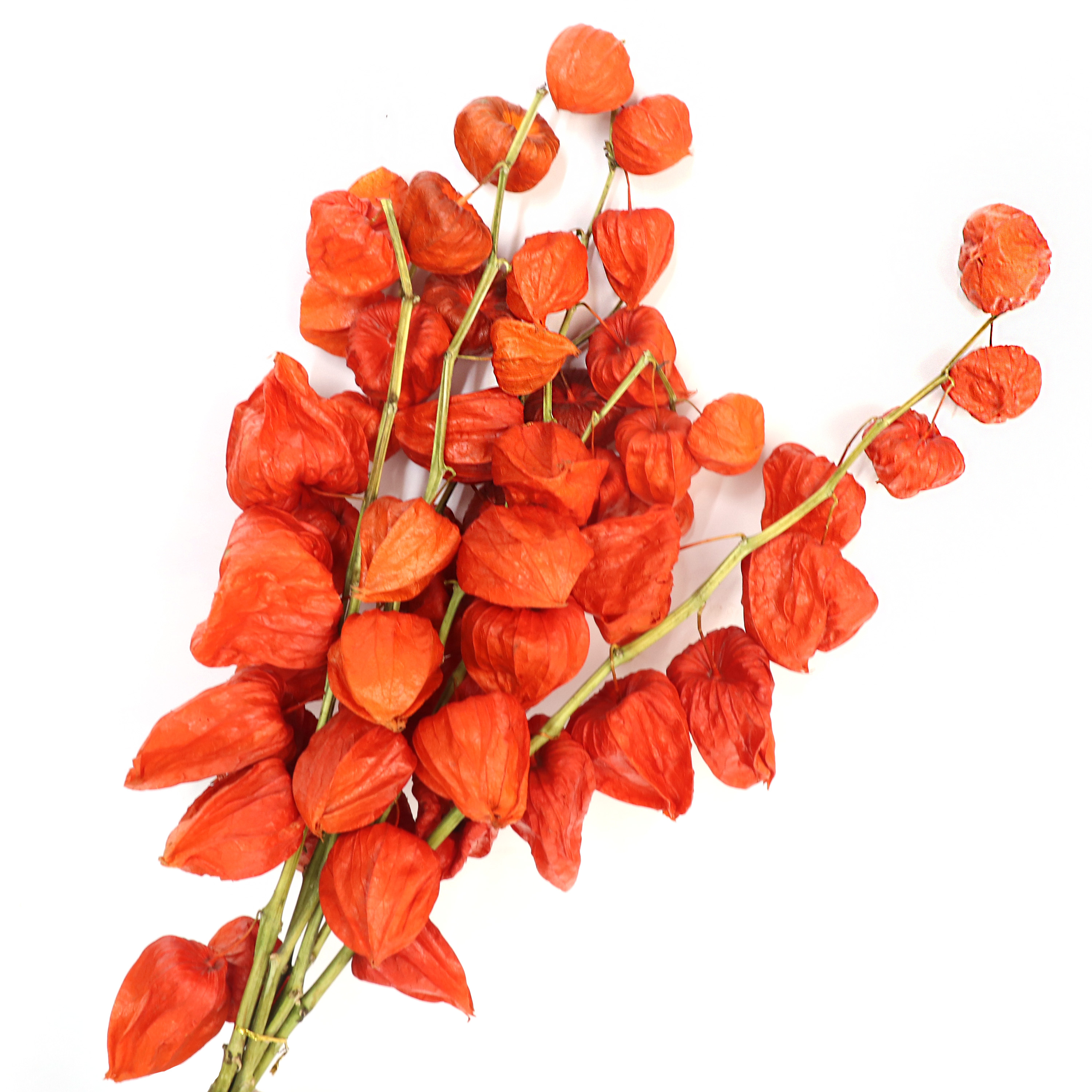 Dried Physalis Branch,5PCS/Bundle Real Orange Dried Flowers,for Christmas,DTY Crafts,Home,Party,Vase,Table,Wedding Decor