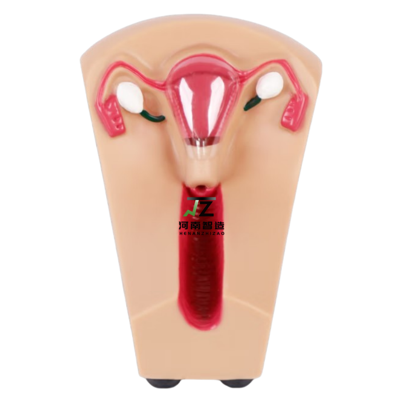 医学教育における子宮内避妊器具（IUD）トレーニングモデル（教育モデル向け）