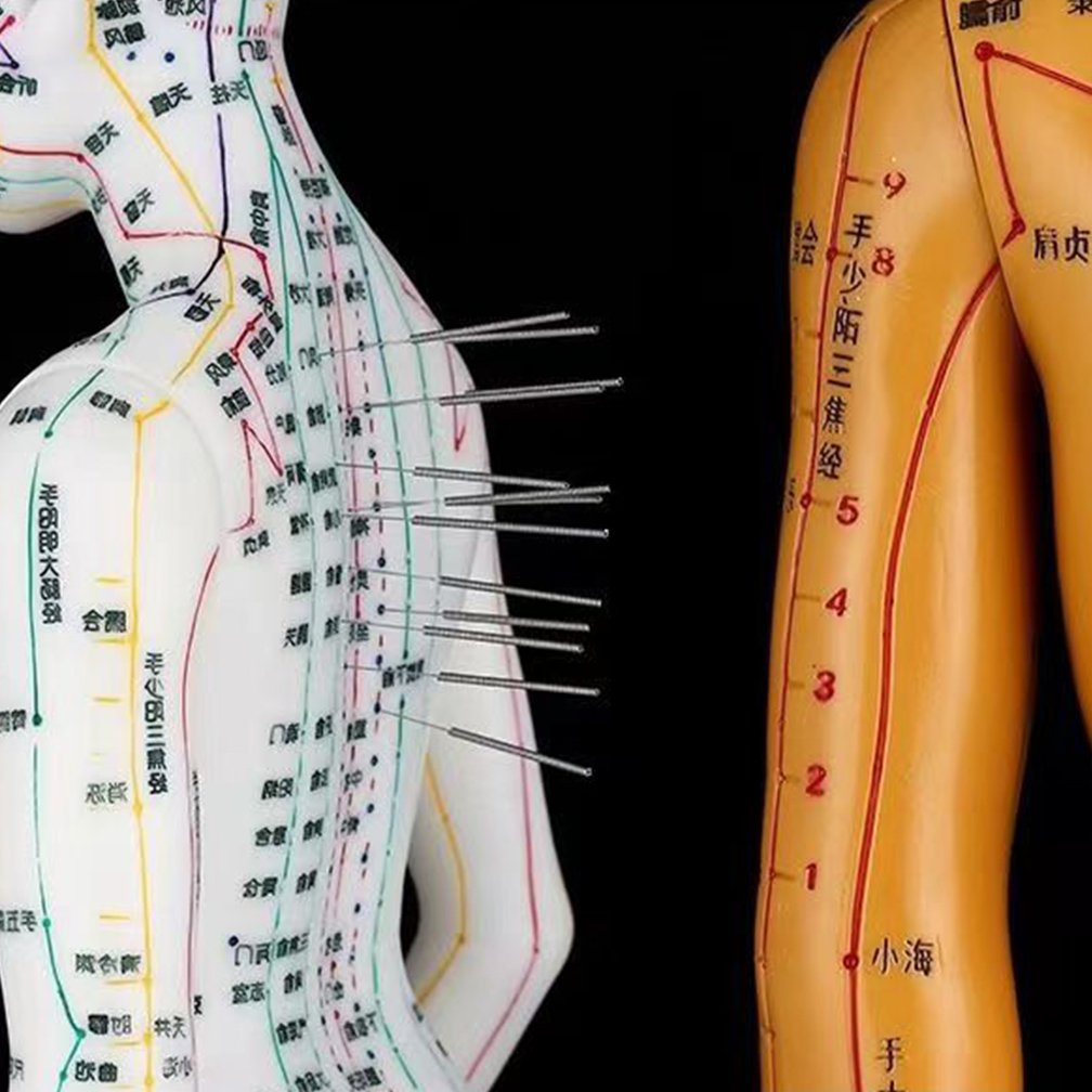 医学鍼灸モデル 40cm 女性男性 PVC 人体モデル 学習用 経穴教育ツール 中国卸売
