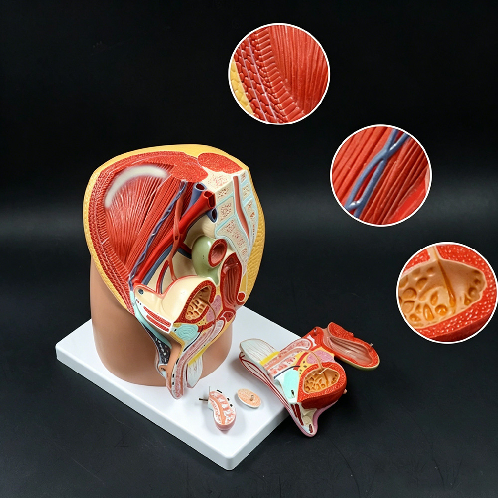 骨盤解剖図と前立腺を備えた1:1男性泌尿生殖器系モデル（男性医学教育のための医学教育・訓練ツール）