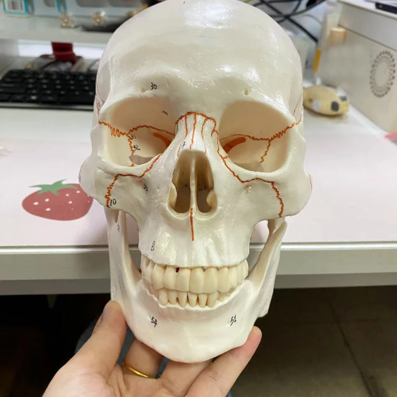 実物大人体頭蓋骨モデル、解剖学、医学教育用骨格標本、学習教材