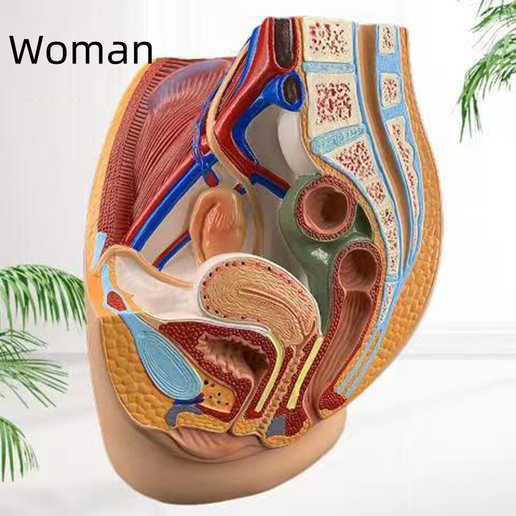 医学分野における男性と女性の膣の解剖モデル（実物大、正中矢状断面）、ヒト女性の骨盤腔構造モデル