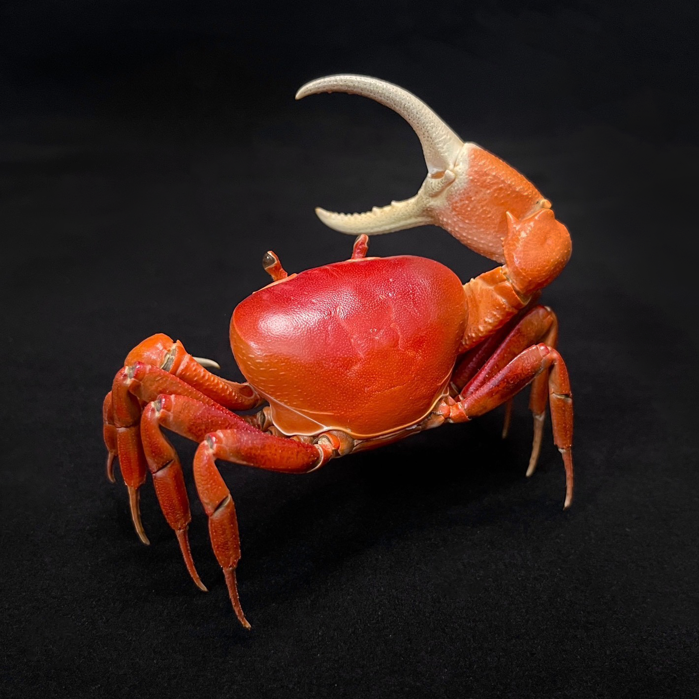 赤い海賊カニ標本本物の Vietorintalia Rubrum 剥製術ユニークなコレクターの家の装飾自然愛好家への理想的なギフト