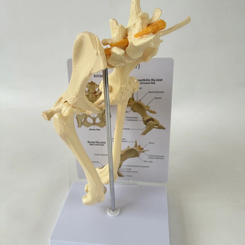 犬の股関節モデル、犬の骨格骨、動物獣医学教育用教材