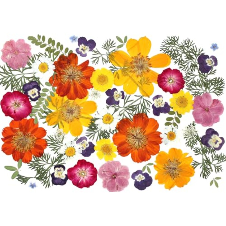 48個のミックスナチュラルドライ押し花、工芸品やケーキデコレーション用、本物のドライフラワー、カクテル用、樹脂ジュエリー作り、D