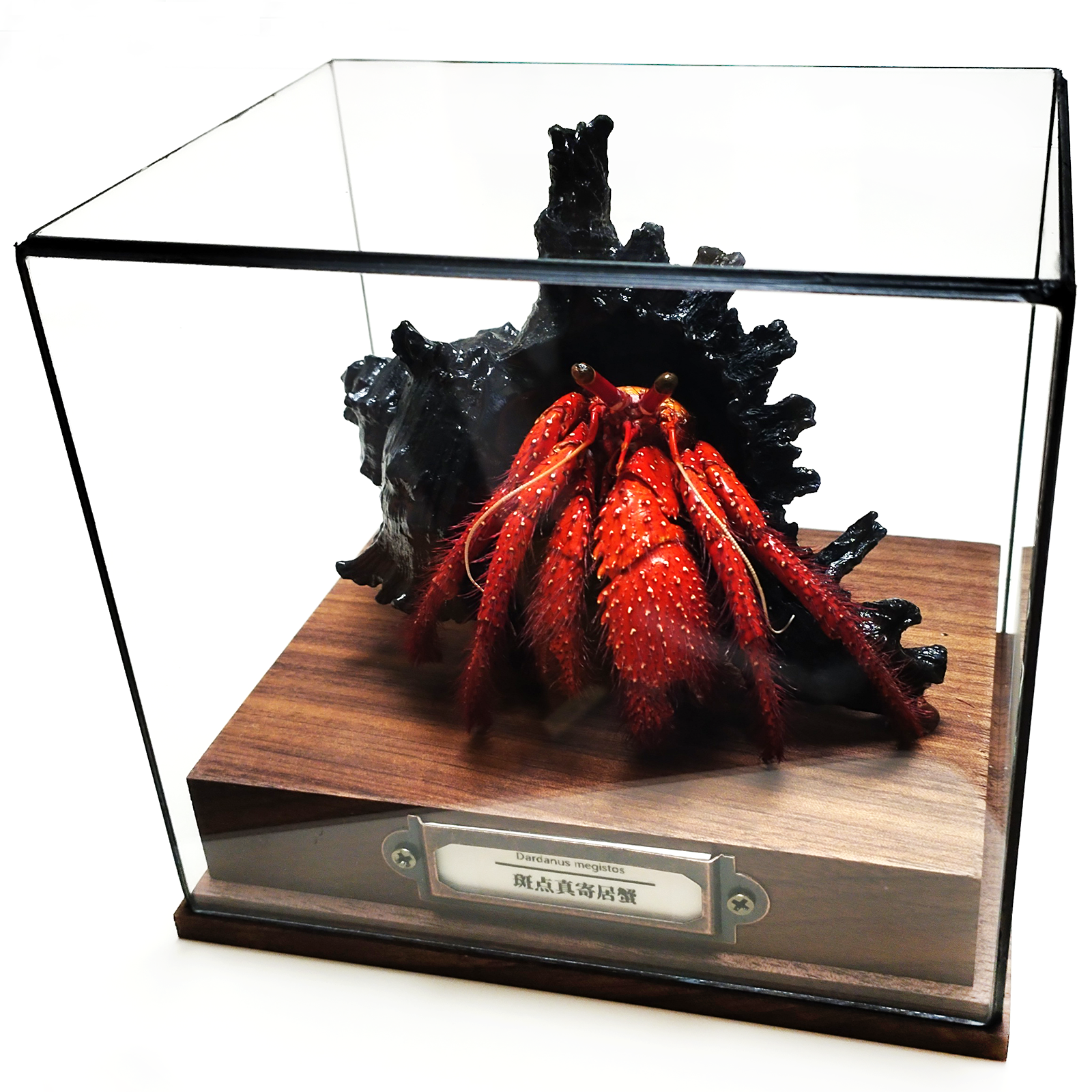 本物のヤドカリ標本 ガラスショーケース付き 本物のダルダヌス・メギストスの剥製術 収集品 手工芸品 科学教育