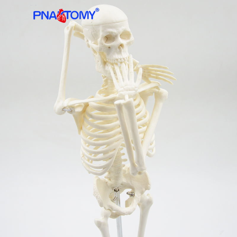 45cm 人体骨格モデル 柔軟な腕と脚 脊椎解剖学教育ツール 医療教育 美術学校用 取り外し可能